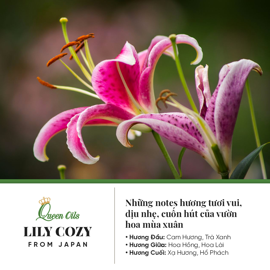 LILY COZY SCENT